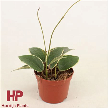 Hoya Latifolia Albomarginata