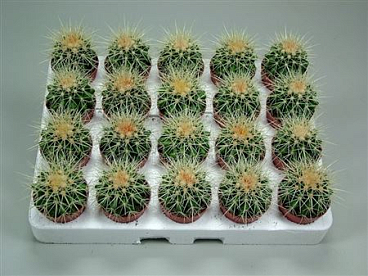 Echinocactus Grusonii 5,5 Cm