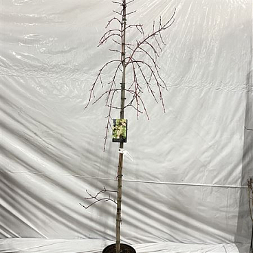 Acer Cons Red Flamingo