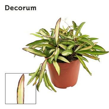 Hoya Wayetti 12 Tricolor (decorum)