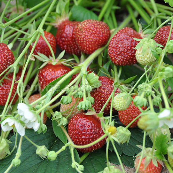Земляника Черри Берри