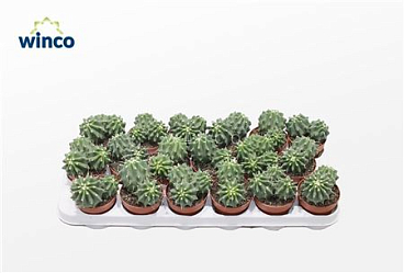 Ferocactus Glaucescends Inermis (group)