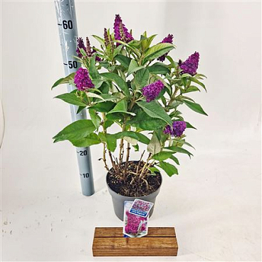 Buddleja Dav Little Magenta (butterfly Candy)