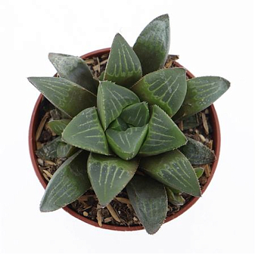 Haworthia Retusa