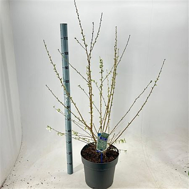 Prunus Incisa Yamadei