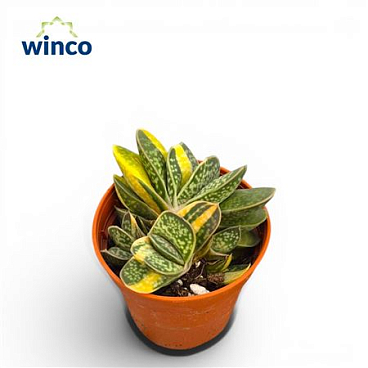 Gasteria Bicolor Variegata