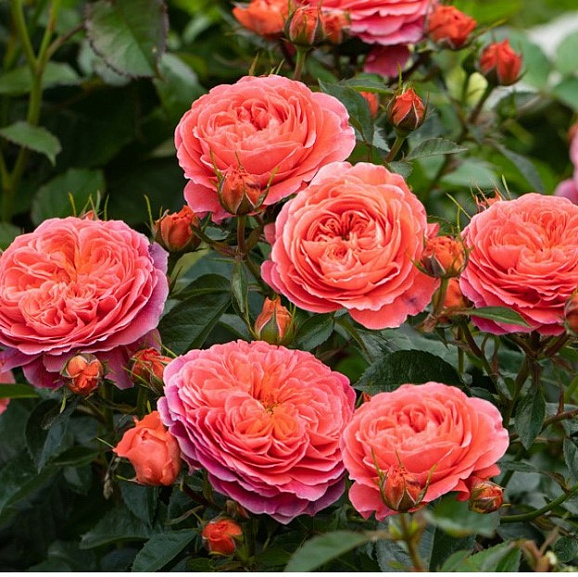 Роза флорибунда Черри