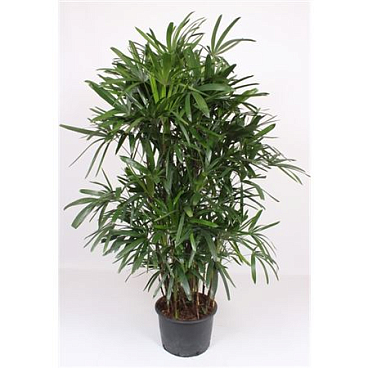Rhapis Excelsa