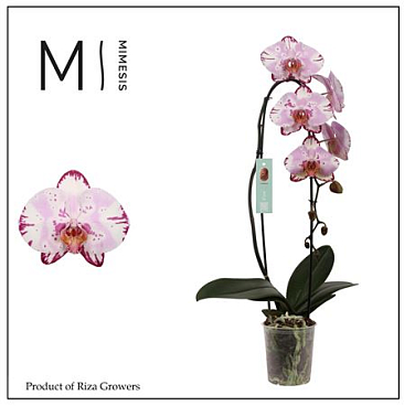 Phal 1st Flow Emiliya 8+ Mimesis (orchid Growers)