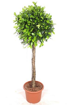 Ficus Nitida On Stem
