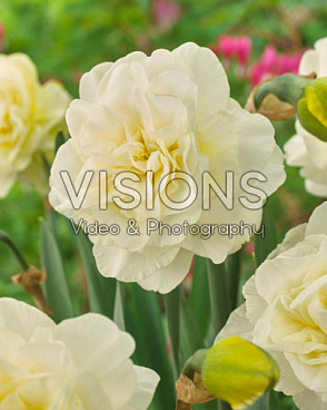 Нарцисс махровый Обдам | Оптовая цветочная компания «Флора Групп» Нарцисс махровый Обдам