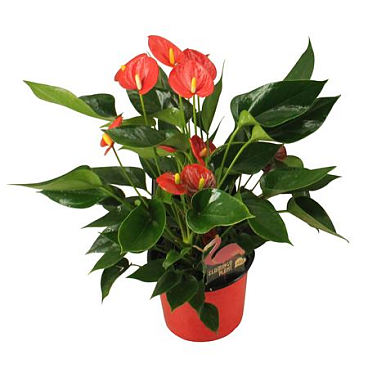 Anth An Arisa Red 6+
