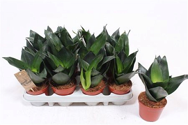 Sansevieria Jade Hahni