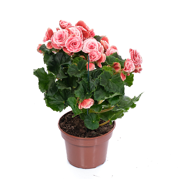 Бегония элатиор Бориас