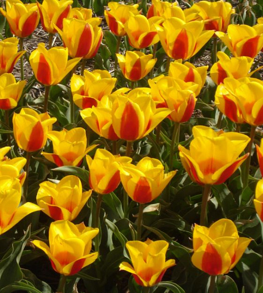 Тюльпан гибрид грейга Графиня Беттина