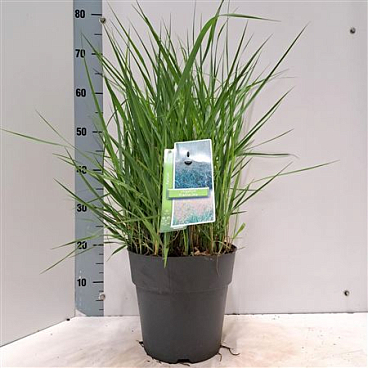Panicum Virgatum Prairie Sky