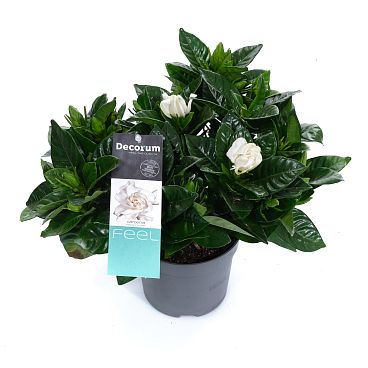 Гардения | Оптовая цветочная компания «Флора Групп» Гардения