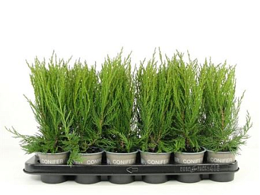 Juniperus Scop Moonglow