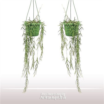 Hoya Linearis Hanging Pot