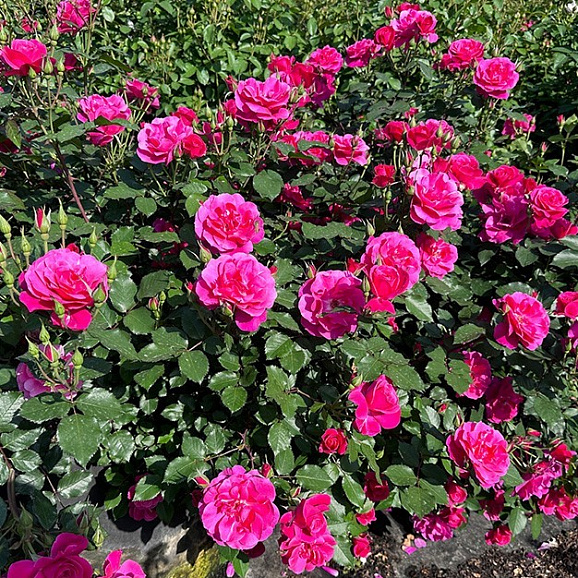 Роза флорибунда Ксизиджингханг