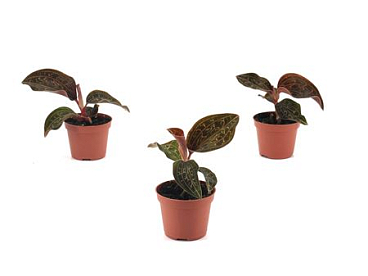 Anaectochilus Chapanensis