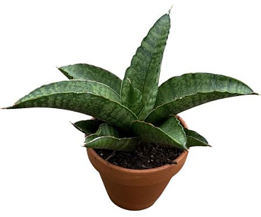 Sansevieria Marscha Anjani