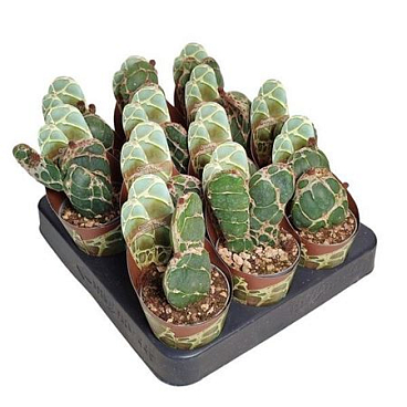 Opuntia Reticulata Cobra Potcover