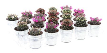 Mammillaria Mix Flowering In Sinkpot