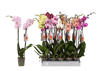 Phal 2st 8 Color Mix 18+ (vijverberg)