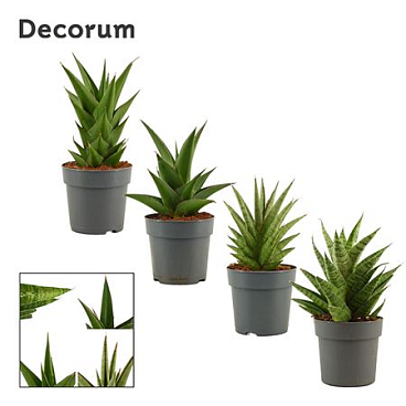 Sansevieria Crown Mix 12 Cm (decorum)