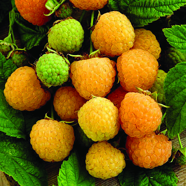 Малина садовая Жёлтый Гигант в тубе