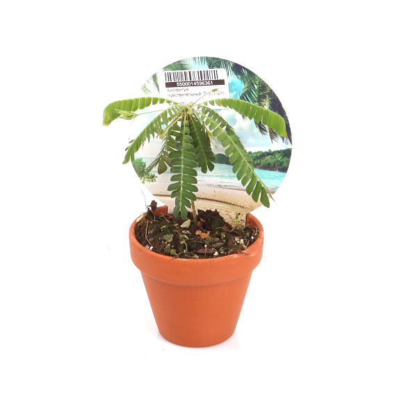 Биофитум чувствительный