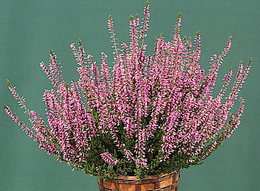 Каллуна обыкновенная Лена