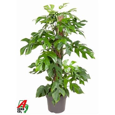 Monstera Minima Mosspole