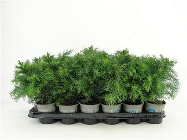 Cryptomeria Jap Monstrosa Nana