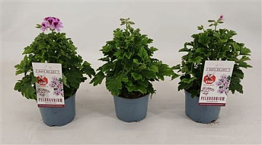 Pelargonium Orange Fizz Anti-mosquito 12 Cm