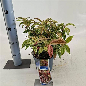 Leucothoë Walteri Rainbow