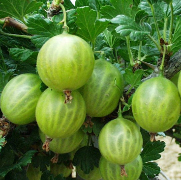 Крыжовник Малахит в тубе