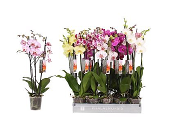Phal 3st Mix 22+ (by-5)