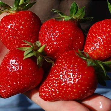 Земляника Фламенко