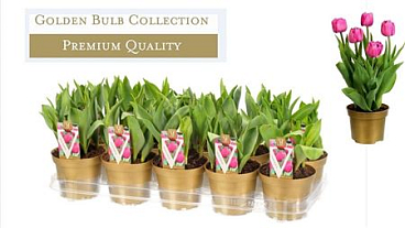 Tulipa Globe (deluxe)