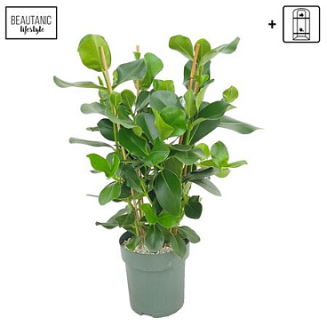 Clusia Green Magic 3pp