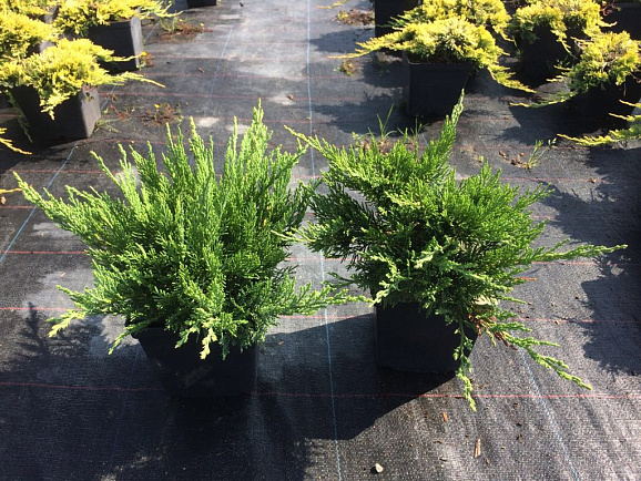 Можжевельник казацкий Тамарисцифолия