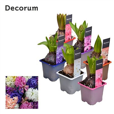 Hyacinthus Mix 1pp Label (decorum)