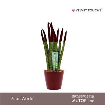 Sansevieria Velvet Bordeaux