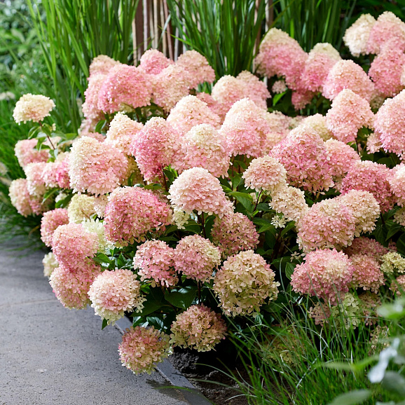 Гортензия метельчатая Саммер Бриз в тубе