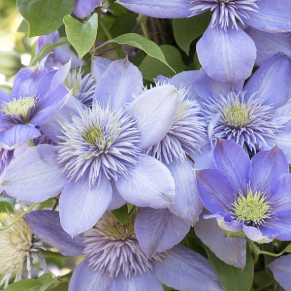 Клематис гибридный Блю Лайт