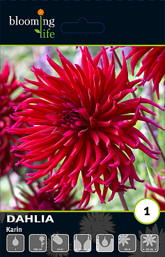 Георгина кактусовая Карин