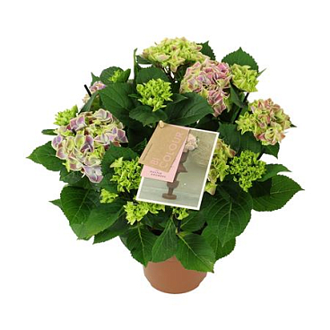 Hydrangea Ma Bicolor Blue 5+