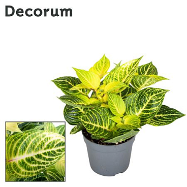 Iresine Herbstii Rich Gold Star